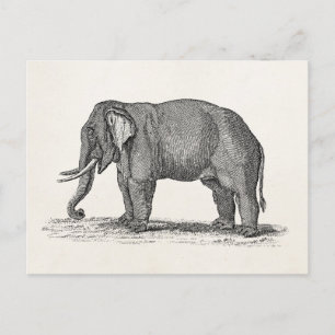 Vintage 1800s Elephant Illustration - Elephants Briefkaart