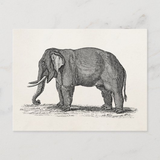 Vintage 1800s Elephant Illustration - Elephants Briefkaart (Voorkant)