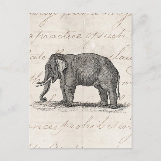 Vintage 1800s Elephant Illustration - Elephants Briefkaart (Voorkant)