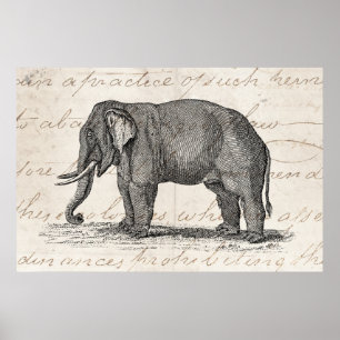 Vintage 1800s Elephant Illustration - Elephants Poster