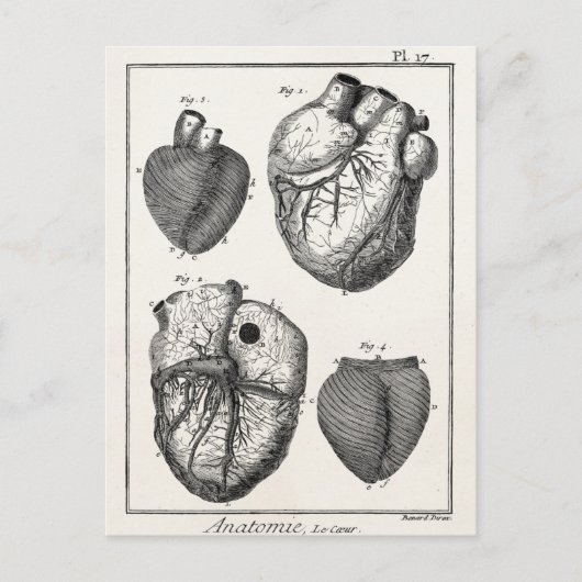 Vintage 1800s Hartretro hartanatomie harten Briefkaart (Voorkant)