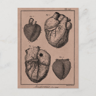 Vintage 1800s Hartretro hartanatomie harten Briefkaart