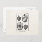 Vintage 1800s Hartretro hartanatomie harten Briefkaart (Voorkant / Achterkant)