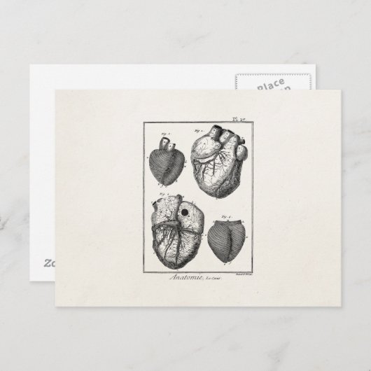 Vintage 1800s Hartretro hartanatomie harten Briefkaart (Voorkant / Achterkant)
