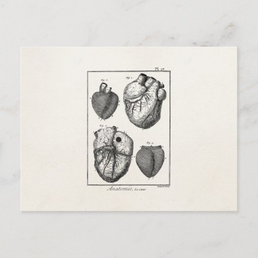 Vintage 1800s Hartretro hartanatomie harten Briefkaart (Voorkant)