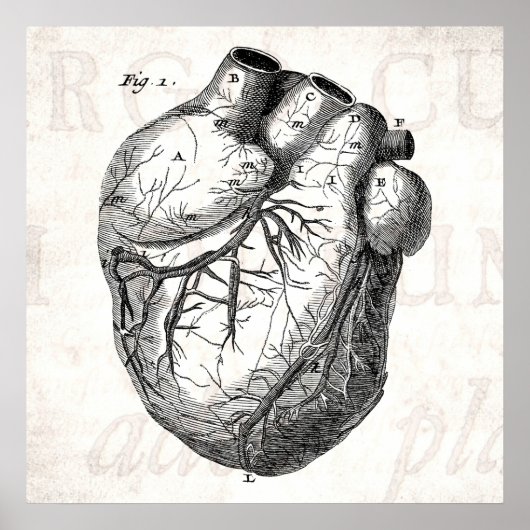 Vintage 1800s Hartretro hartanatomie harten Poster (Voorkant)