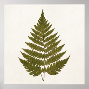 Vintage 1800s Olijfgroene Sjabloon van Fern Leaf Poster