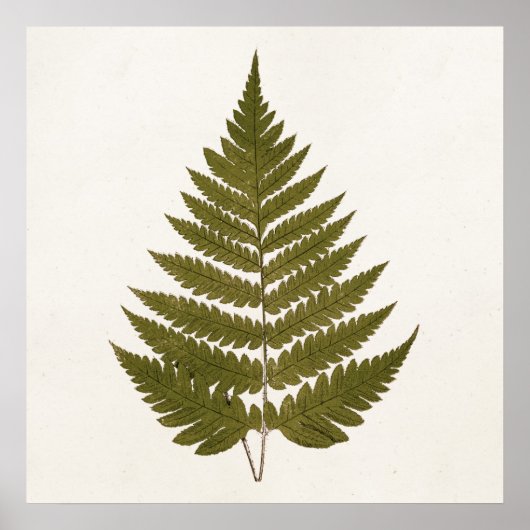Vintage 1800s Olijfgroene Sjabloon van Fern Leaf Poster (Voorkant)