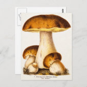 Vintage 1800s Paddenstoel Eetbare paddenstoelen Sj Briefkaart (Voorkant / Achterkant)