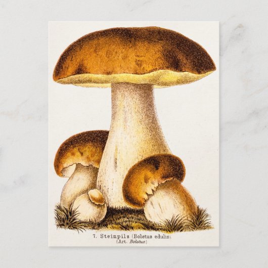 Vintage 1800s Paddenstoel Eetbare paddenstoelen Sj Briefkaart (Voorkant)