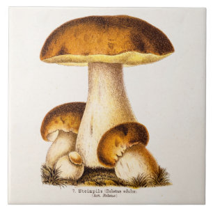 Vintage 1800s Paddenstoel Eetbare paddenstoelen Sj Tegeltje