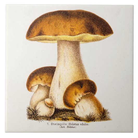 Vintage 1800s Paddenstoel Eetbare paddenstoelen Sj Tegeltje (Voorkant)