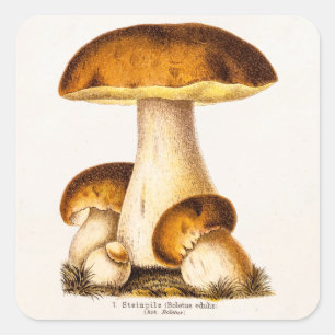 Vintage 1800s Paddenstoel Eetbare paddenstoelen Sj Vierkante Sticker