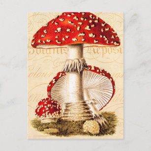 Vintage 1800s Paddenstoel Sjabloon Rode paddenstoe Briefkaart