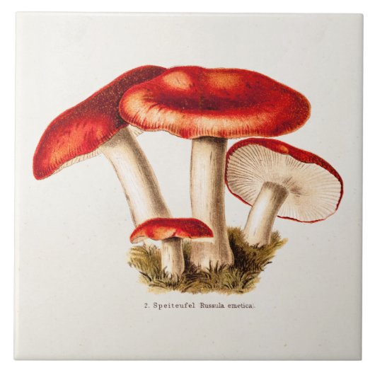 Vintage 1800s Paddenstoel Sjabloon Rode paddenstoe Tegeltje (Voorkant)