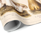 Vintage 1800s Paddenstoelenvariëteit Sjabloon Cadeaupapier (Rol Hoek)