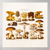 Vintage 1800s Paddenstoelenvariëteit Sjabloon Poster (Voorkant)