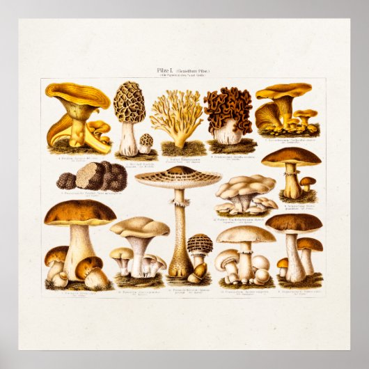 Vintage 1800s Paddenstoelenvariëteit Sjabloon Poster (Voorkant)