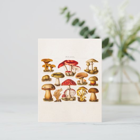 Vintage 1800s Paddenstoelvariëteit Rode paddenstoe Briefkaart (Staand voorkant)