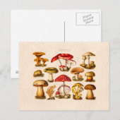 Vintage 1800s Paddenstoelvariëteit Rode paddenstoe Briefkaart (Voorkant / Achterkant)
