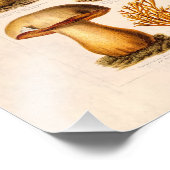 Vintage 1800s Paddenstoelvariëteit Rode paddenstoe Foto Afdruk (Hoek)