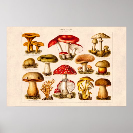 Vintage 1800s Paddenstoelvariëteit Rode paddenstoe Poster (Voorkant)