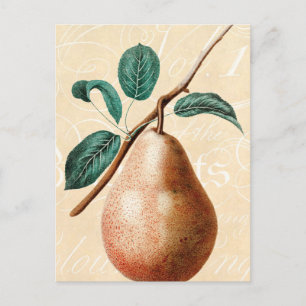 Vintage 1800s Pear Fruit Branch w Leaves - Pears Briefkaart