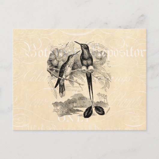 Vintage 1800s Racket-Tail Hummingbird Racquet Tail Briefkaart (Voorkant)