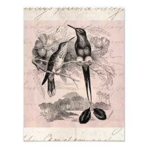 Vintage 1800s Racket-Tail Hummingbird Racquet Tail Foto Afdruk