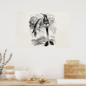 Vintage 1800s Racket-Tail Hummingbird Racquet Tail Poster (Keuken)