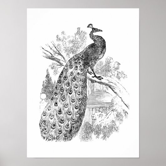 Vintage 1800s Retro Peacock Illustration Sjabloon Poster (Voorkant)