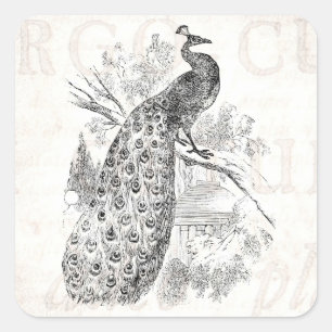 Vintage 1800s Retro Peacock Illustration Sjabloon Vierkante Sticker