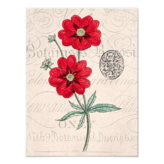 Vintage 1800s Roodbloem Cinquefoil botan Cinquefoi Foto Afdruk (Voorkant)