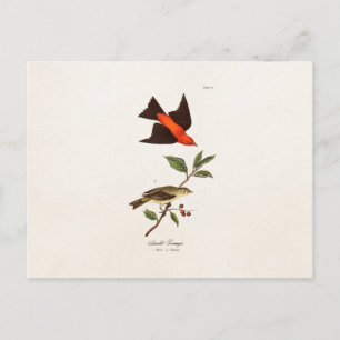 Vintage 1800s Scarlet Tanager Bird Songbird Birds Briefkaart