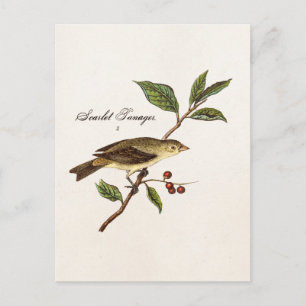 Vintage 1800s Scarlet Tanager Bird Songbird Birds Briefkaart
