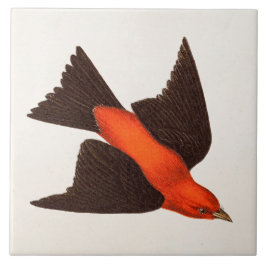 Vintage 1800s Scarlet Tanager Bird Songbird Birds Tegeltje