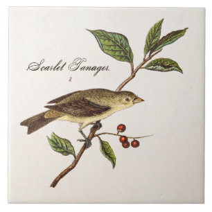 Vintage 1800s Scarlet Tanager Bird Songbird Birds Tegeltje