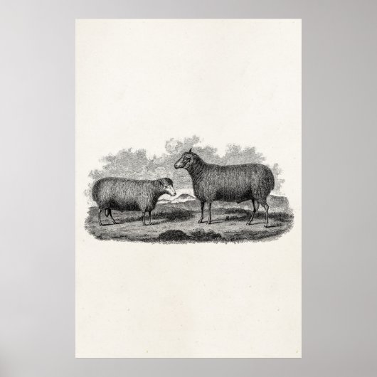 Vintage 1800s Sheep Ewe Illustration Retro Boerder Poster (Voorkant)