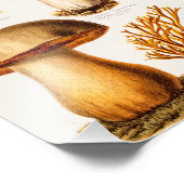 Vintage 1800s Sjabloon van paddenstoelvariëteiten Foto Afdruk (Hoek)