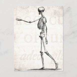Vintage 1800s Skelet Antiek anatomie skeletten Briefkaart