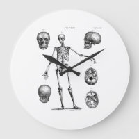 Vintage 1800s Skelet Antiek anatomie skeletten