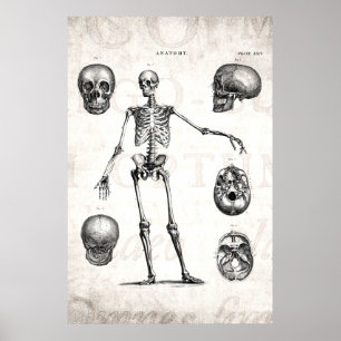 Vintage 1800s Skelet Antiek anatomie skeletten Poster