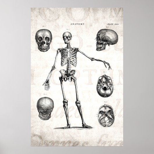 Vintage 1800s Skelet Antiek anatomie skeletten Poster (Voorkant)