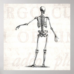 Vintage 1800s Skelet Antiek anatomie skeletten Poster