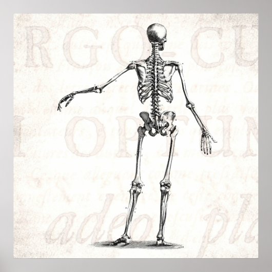 Vintage 1800s Skelet Antiek anatomie skeletten Poster (Voorkant)