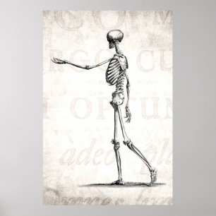 Vintage 1800s Skelet Antiek anatomie skeletten Poster