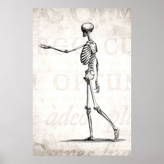 Vintage 1800s Skelet Antiek anatomie skeletten Poster (Voorkant)