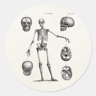 Vintage 1800s Skelet Antiek anatomie skeletten Ronde Sticker