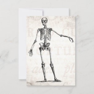 Vintage 1800s Skelet Retro Skeletons Anatomie