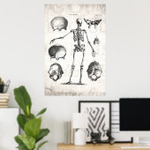 Vintage 1800s Skeleton Antique Anatomy Skeletons Poster (Thuiskantoor)